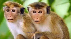 SriLanka Export Monkey to China