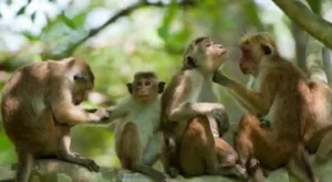 SriLanka Export Monkey to China