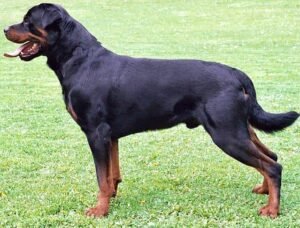 Famous Dog Breeds In India