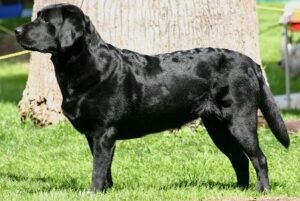 dog breeds in india