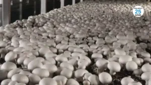 A3R Mushroom Farm Success Story