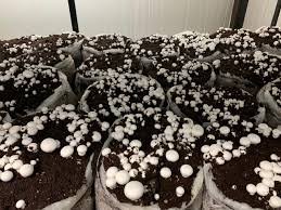 A3R Mushroom Farm Income